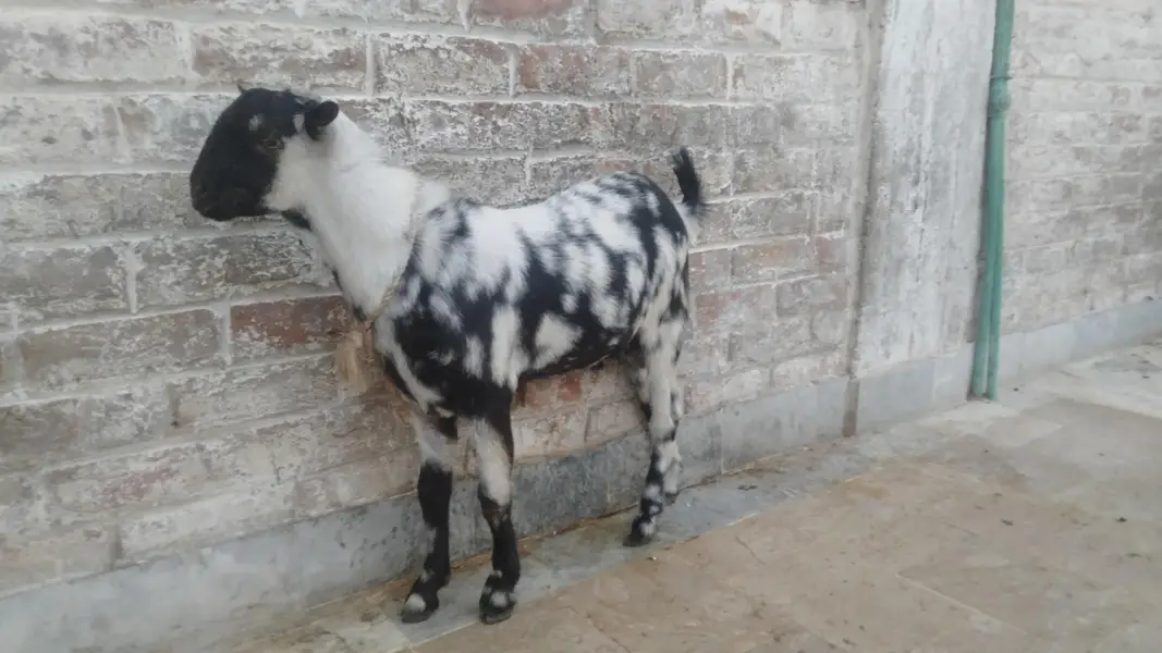 bakra — photo 4