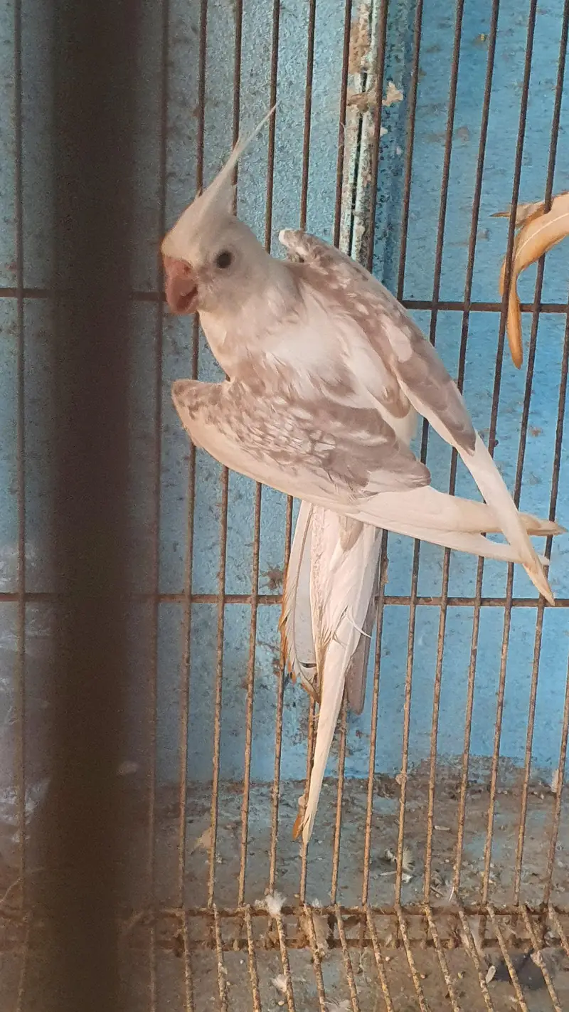 ino pearl cockteil — photo 4