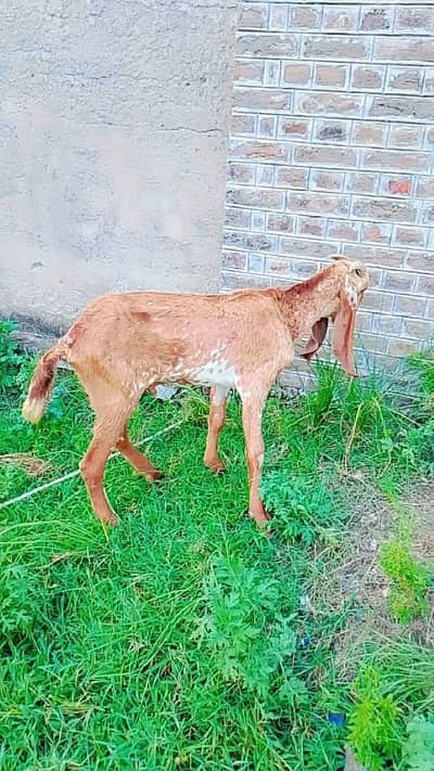Bakra for sale