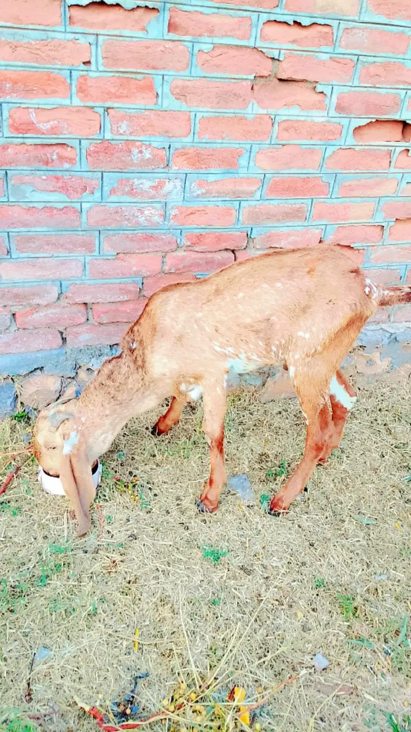 Bakra for sale — photo 2