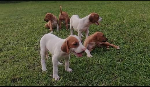Beautiful Bully Puppies