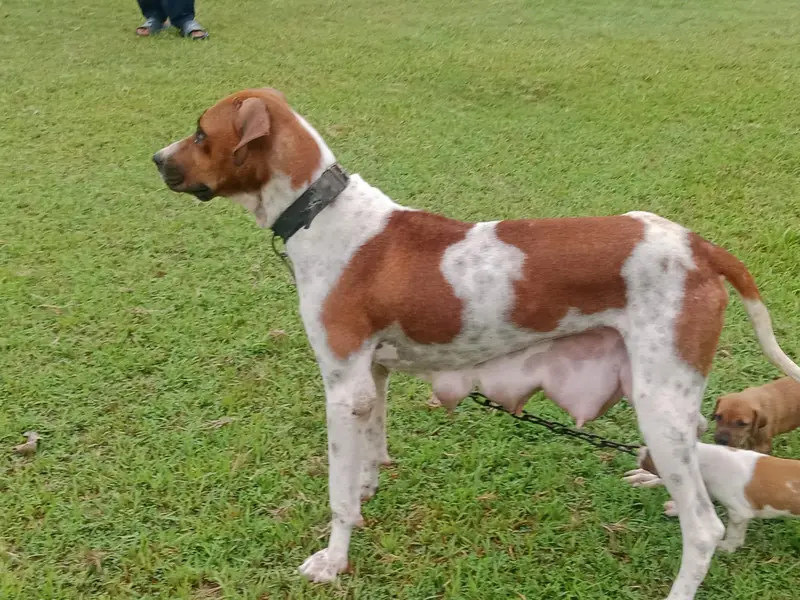 Female Beautiful Bully Puppies — photo 2