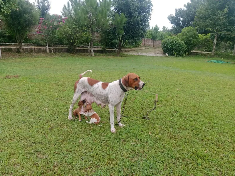 Female Beautiful Bully Puppies — photo 3