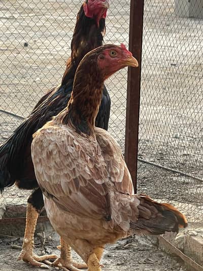 Aseel mianwali murghi