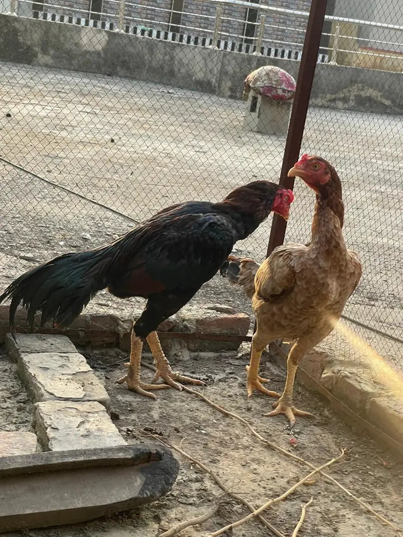 Aseel mianwali murghi — photo 4
