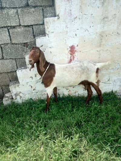 Beautifull Sindhi Nasal Bakri 2 Months Gaban