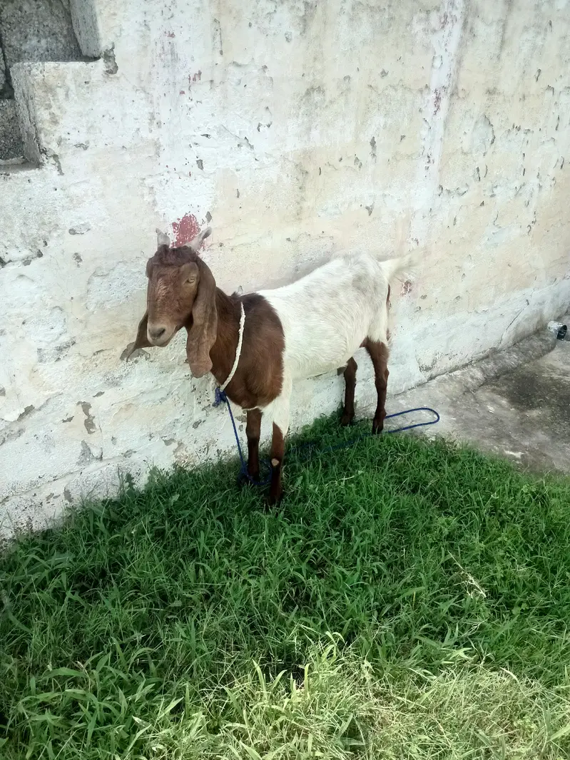 Beautifull Sindhi Nasal Bakri 2 Months Gaban — photo 2