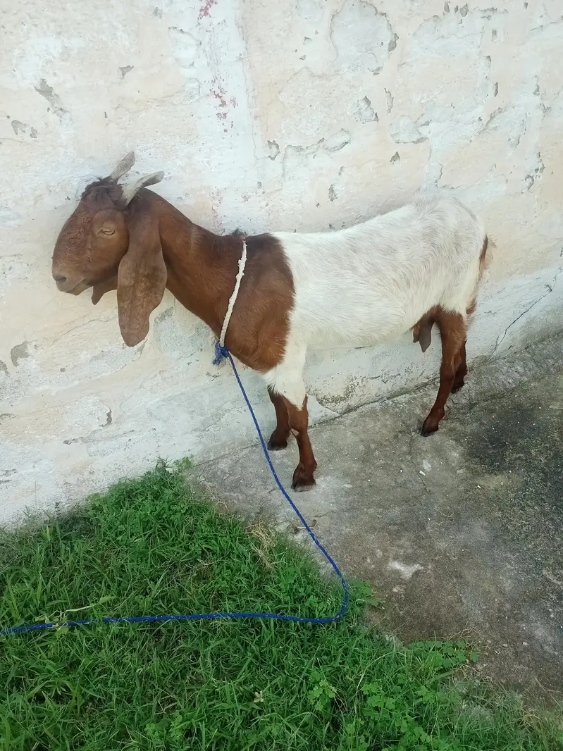 Beautifull Sindhi Nasal Bakri 2 Months Gaban — photo 3