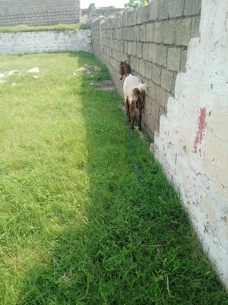 Beautifull Sindhi Nasal Bakri 2 Months Gaban — photo 4