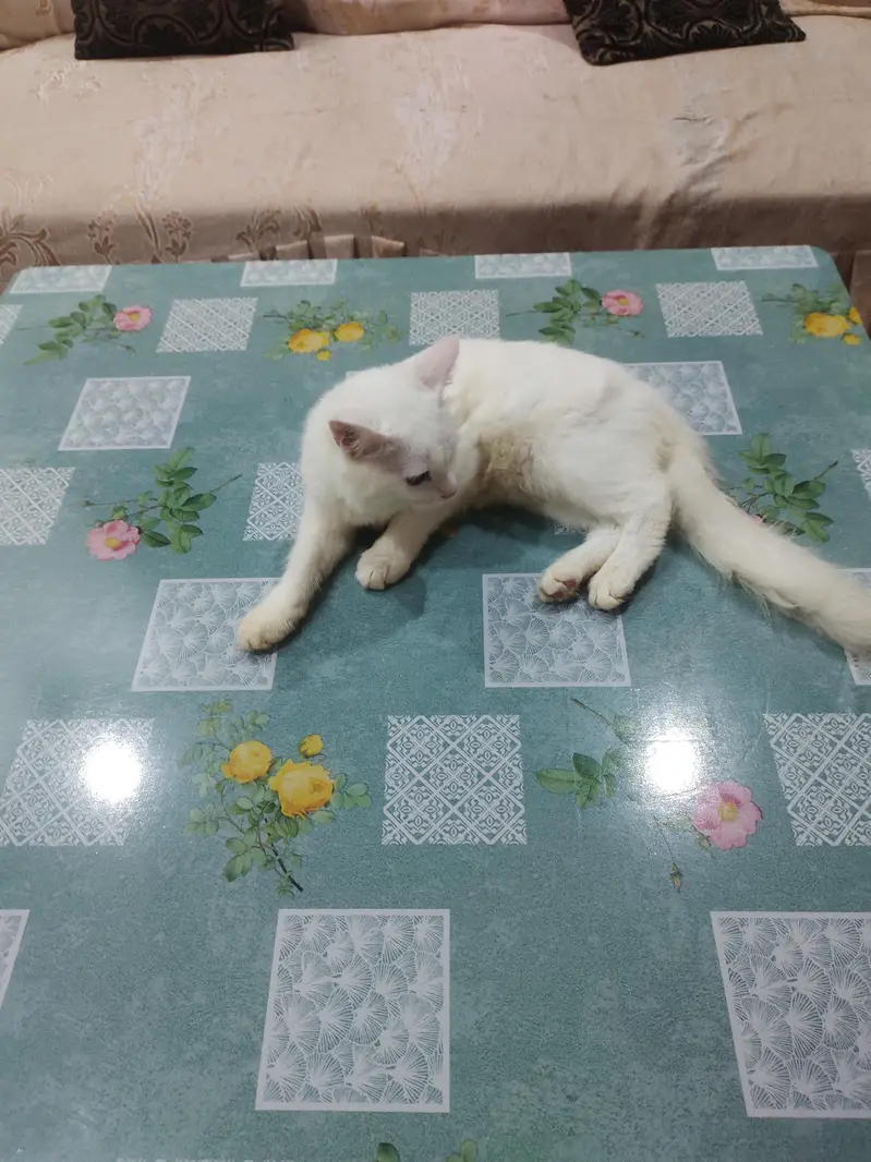 single coat Persian cats — photo 2