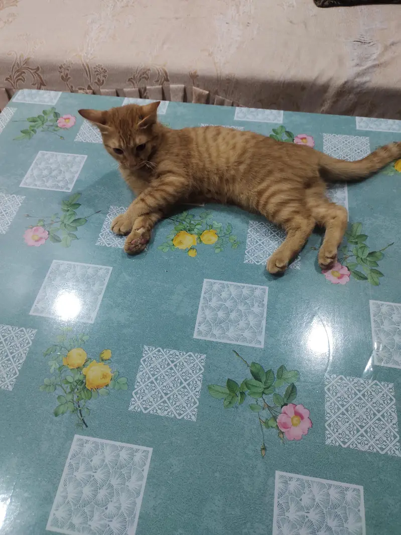 single coat Persian cats — photo 3
