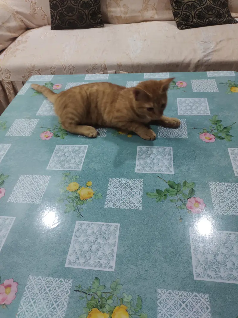 single coat Persian cats — photo 4