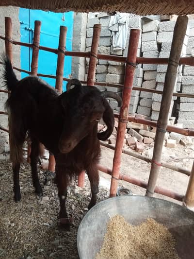 bakri 2 dant