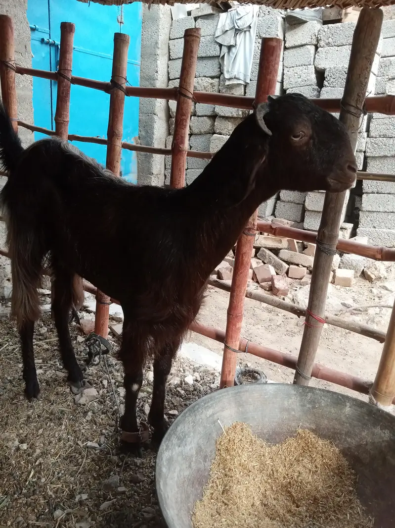 bakri 2 dant — photo 3
