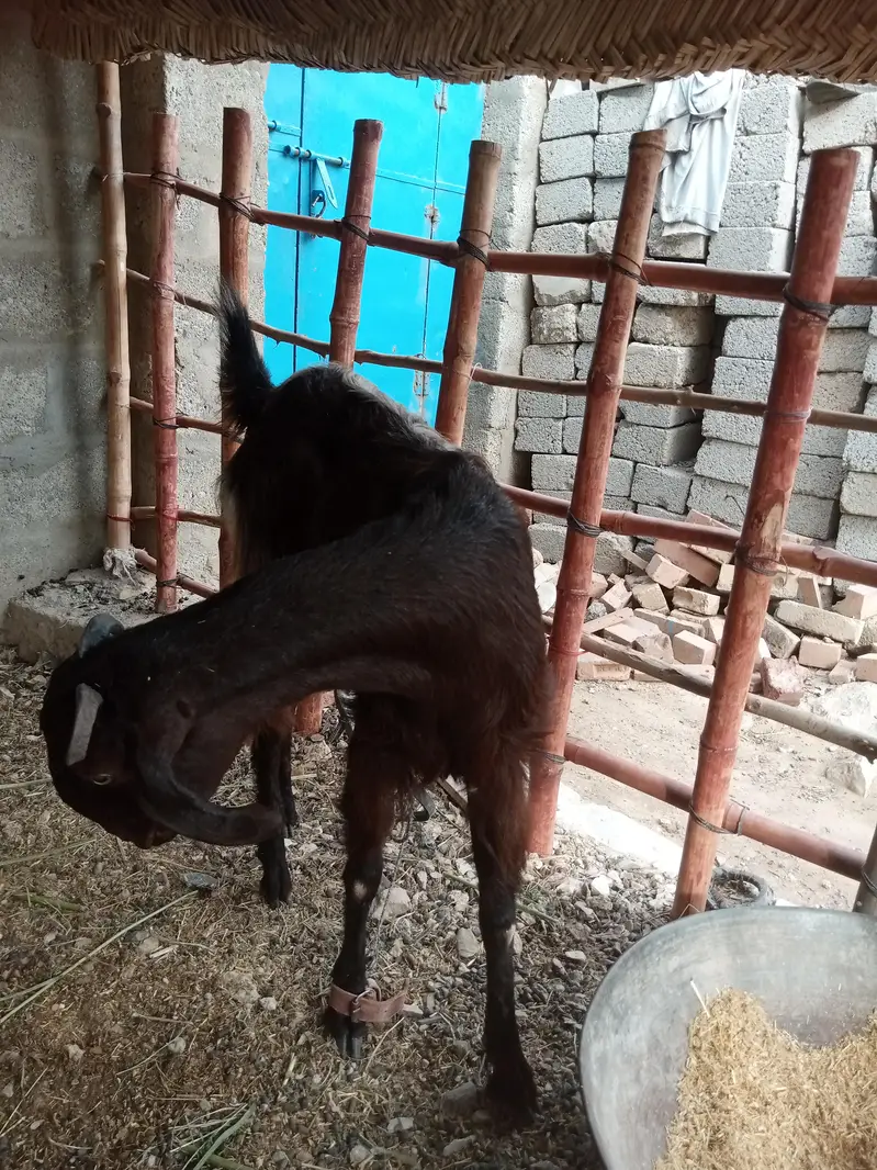 bakri 2 dant — photo 6