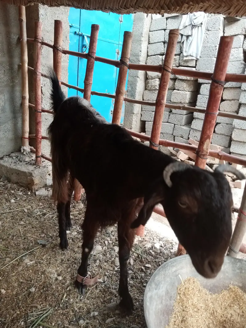 bakri 2 dant — photo 7