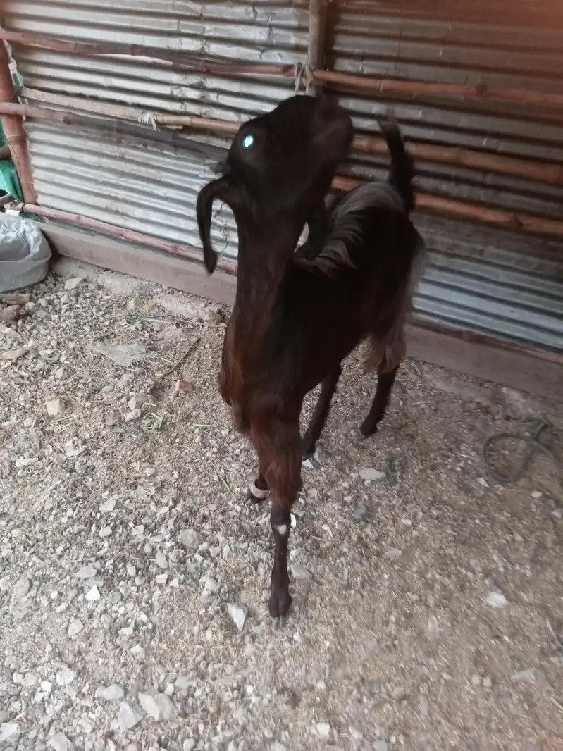 bakri 2 dant — photo 10