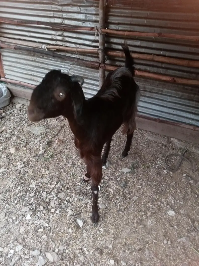 bakri 2 dant — photo 11