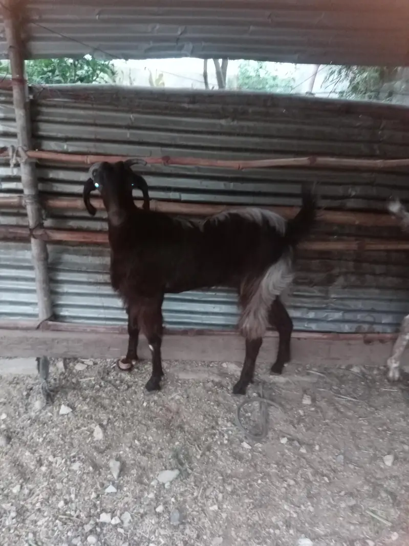 bakri 2 dant — photo 12