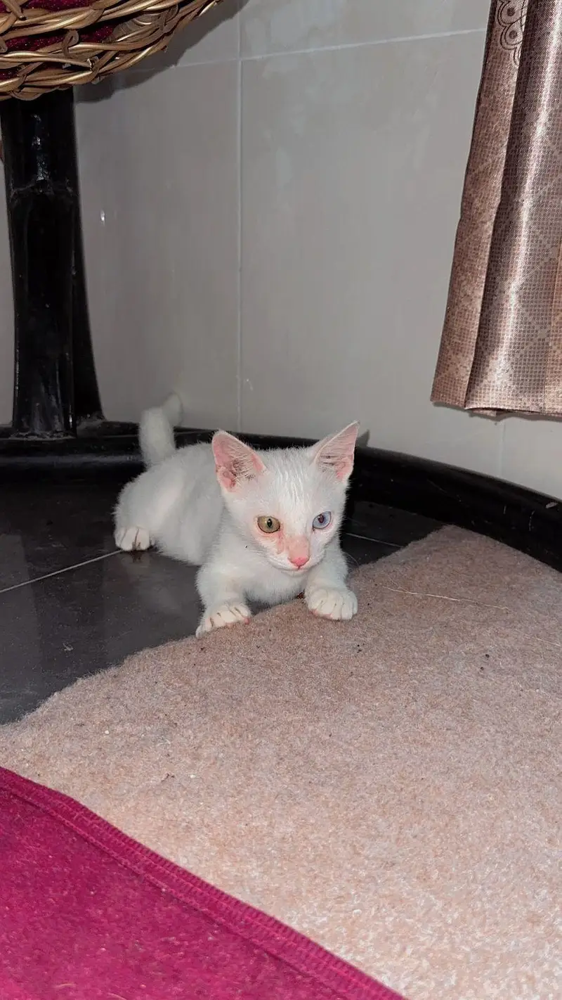 ode eyes Pershion cat — photo 2