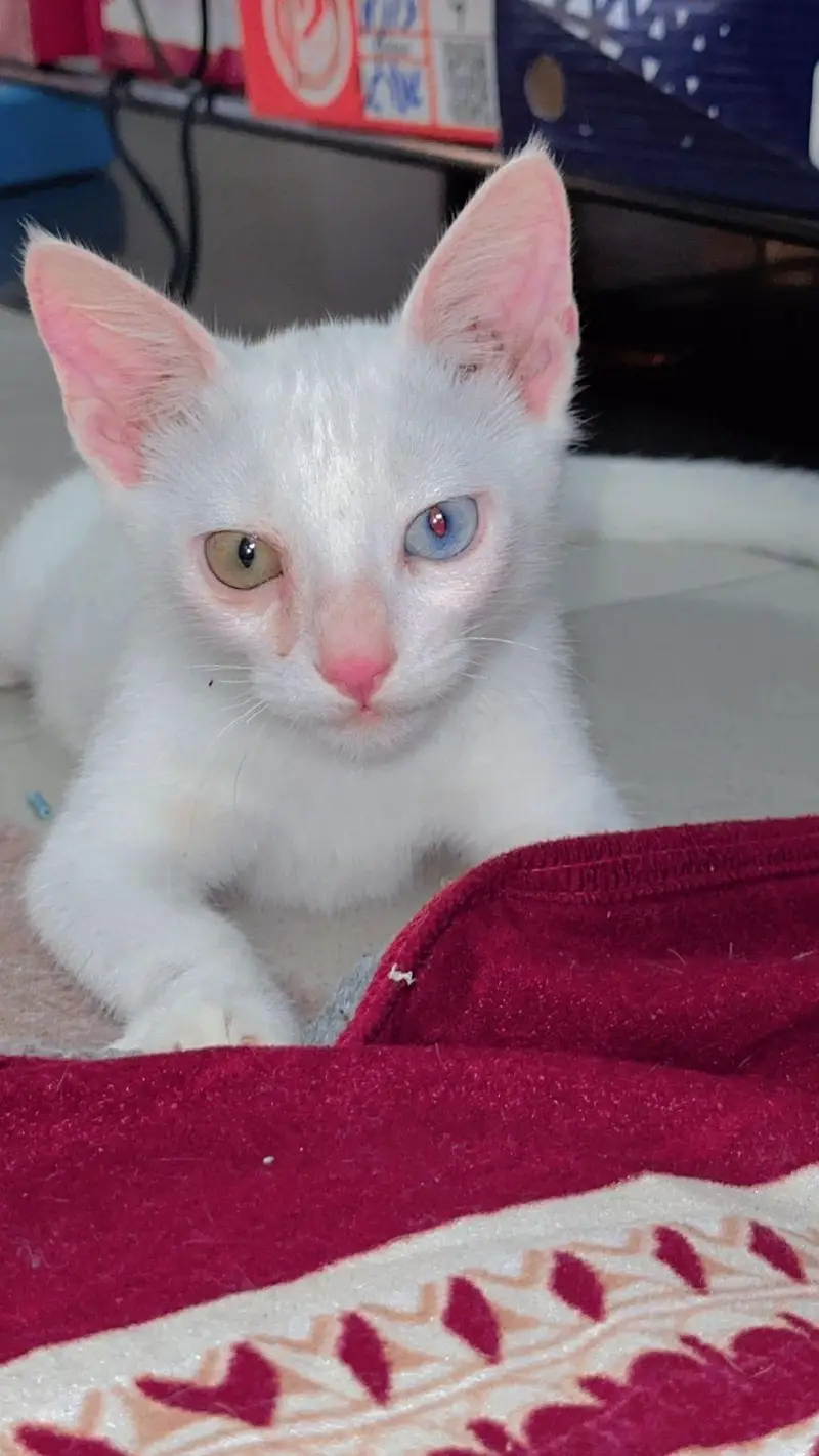ode eyes Pershion cat — photo 3
