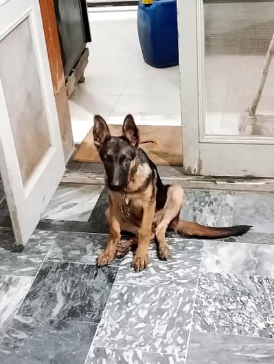 German shepherd work line female