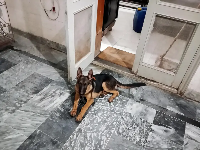 German shepherd work line female — photo 2