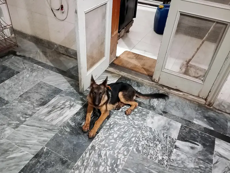 German shepherd work line female — photo 3