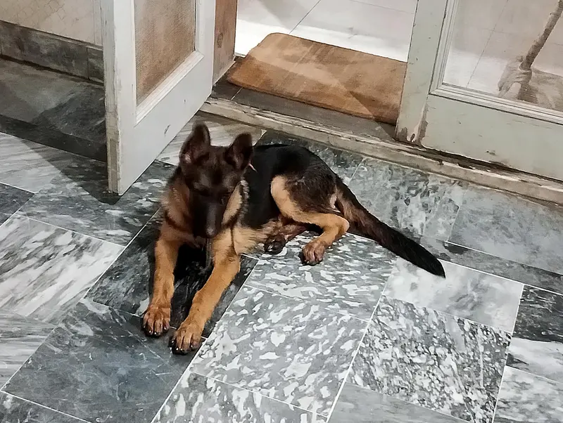 German shepherd work line female — photo 4