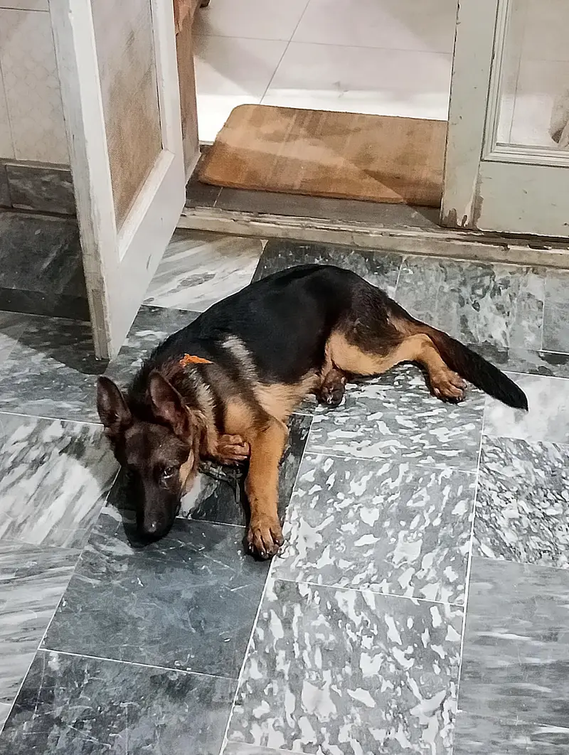 German shepherd work line female — photo 5