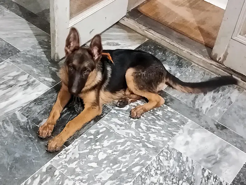 German shepherd work line female — photo 6