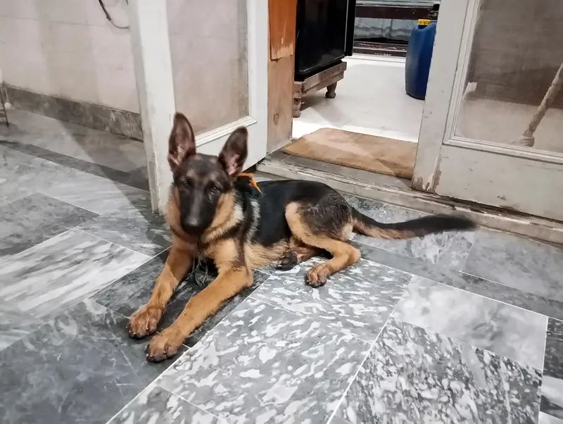 German shepherd work line female — photo 7