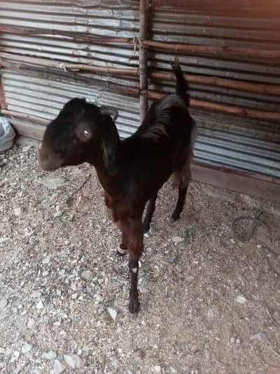 Desi nasal bakri 2 dant