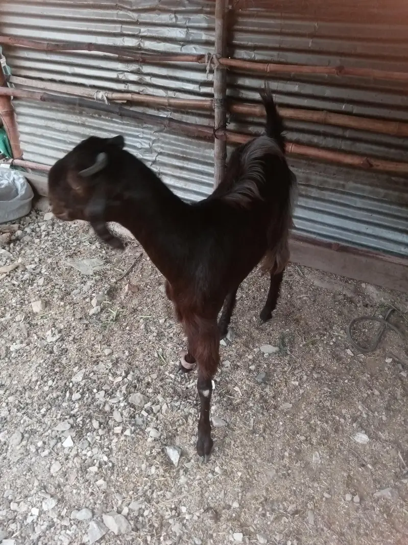 Desi nasal bakri 2 dant — photo 2