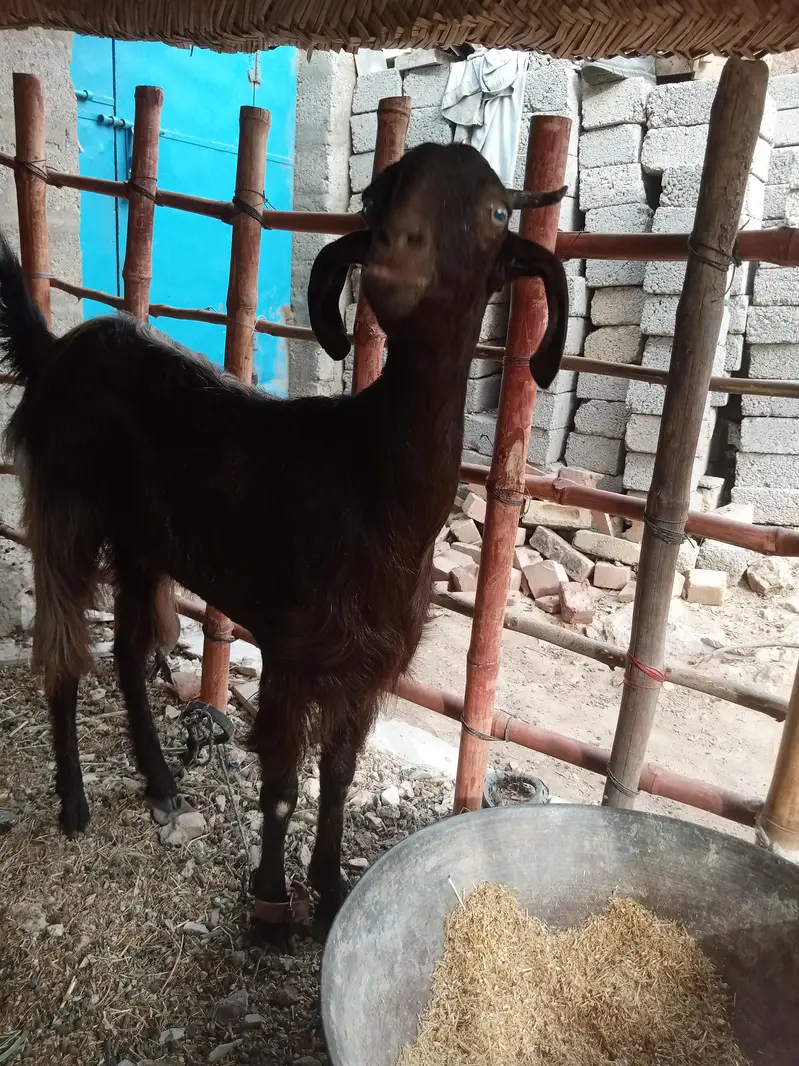 Desi nasal bakri 2 dant — photo 8
