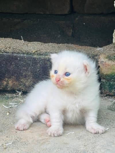 Persian triple coated