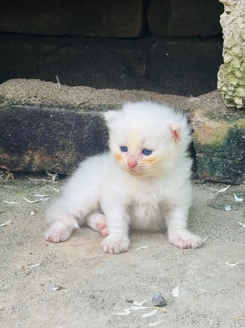 Persian triple coated — photo 2