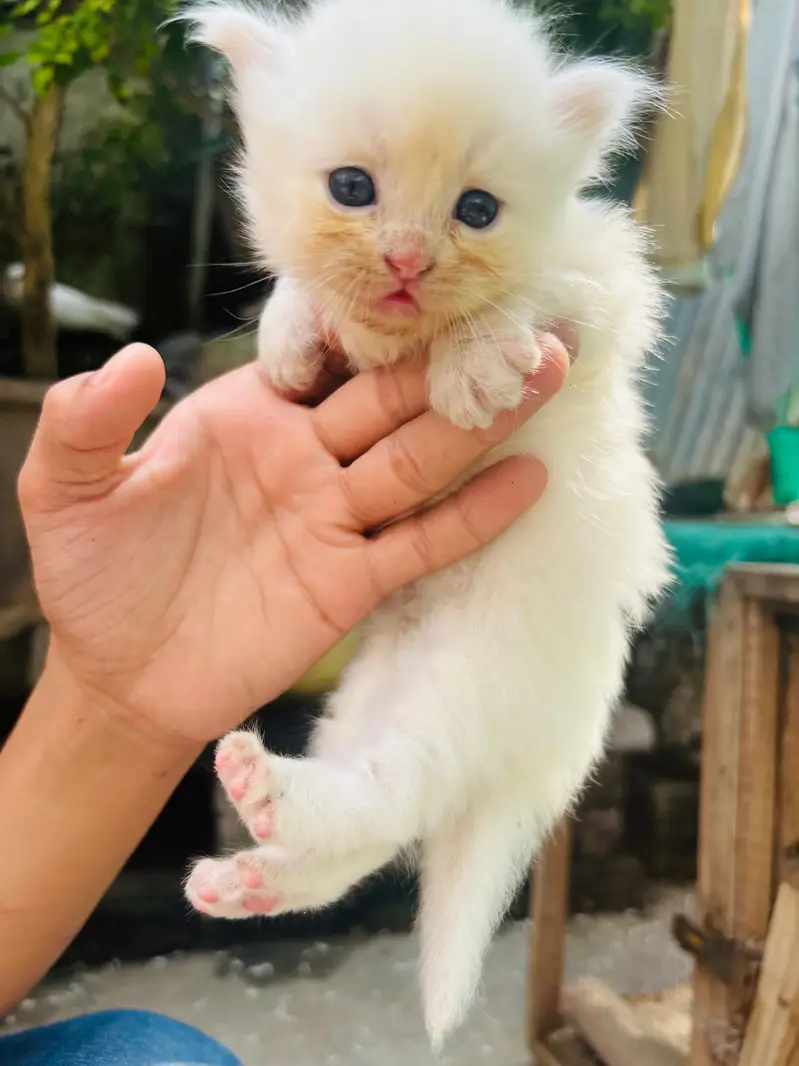 Persian triple coated — photo 6