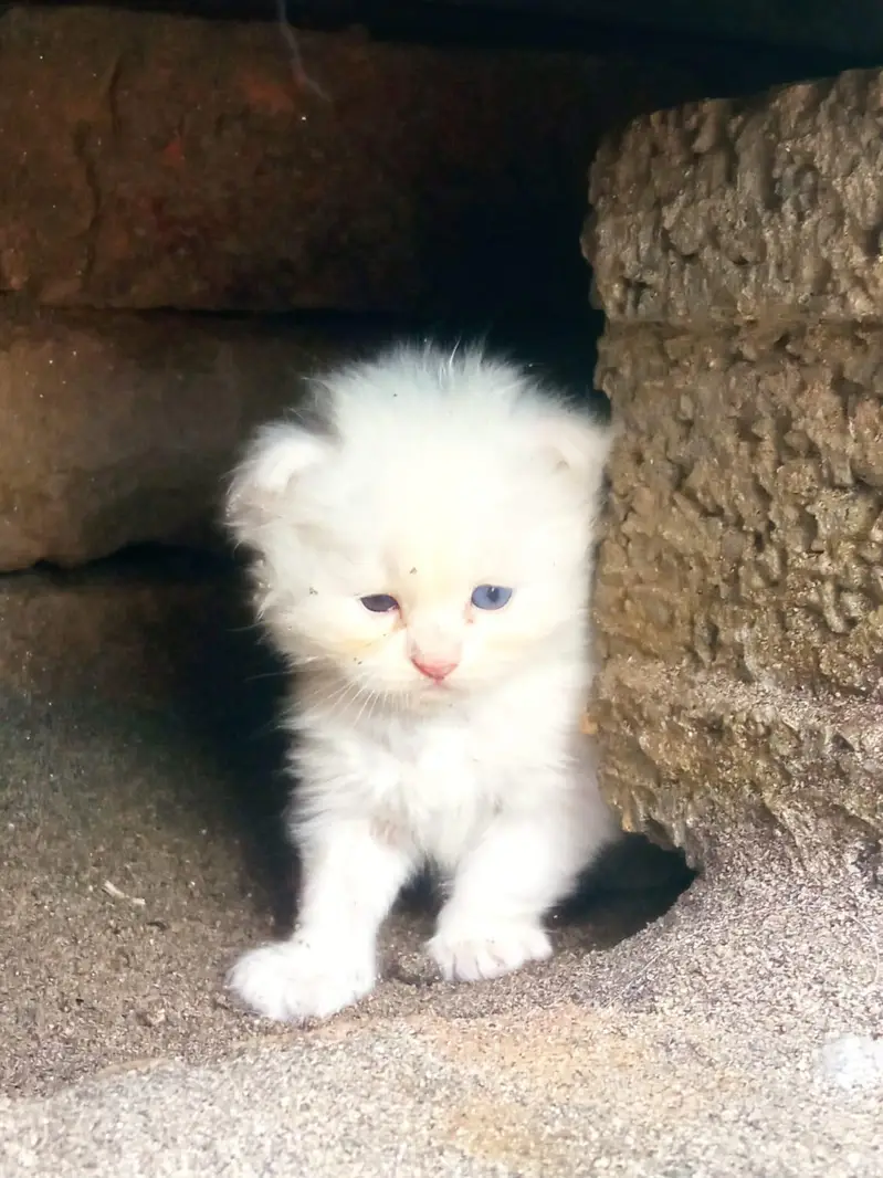 Persian triple coated — photo 8