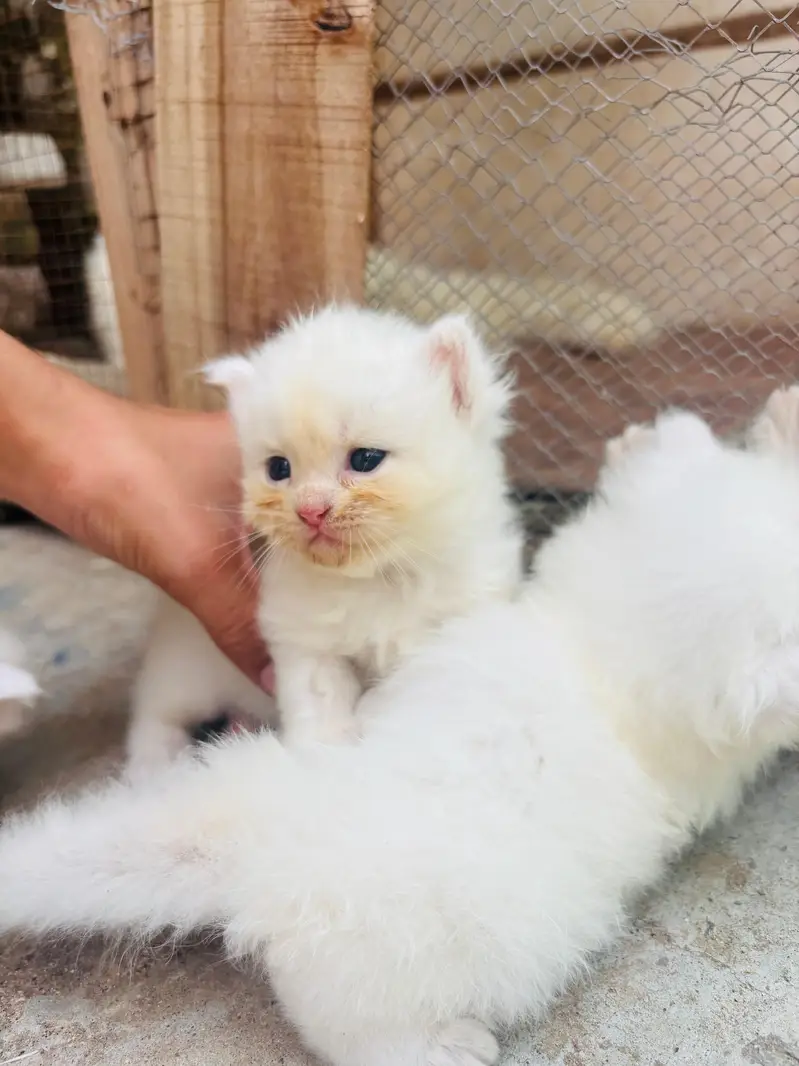 Persian triple coated — photo 9