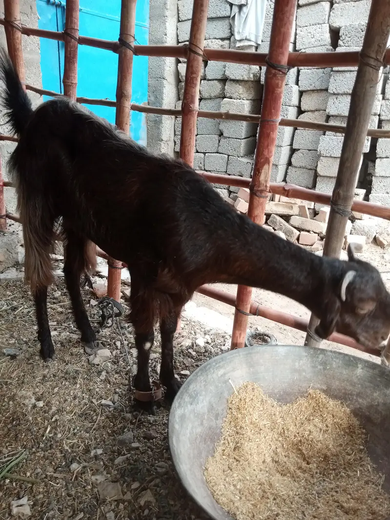 2 dant female — photo 2