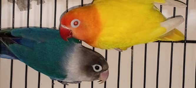Lovebird breeding pair with eggs