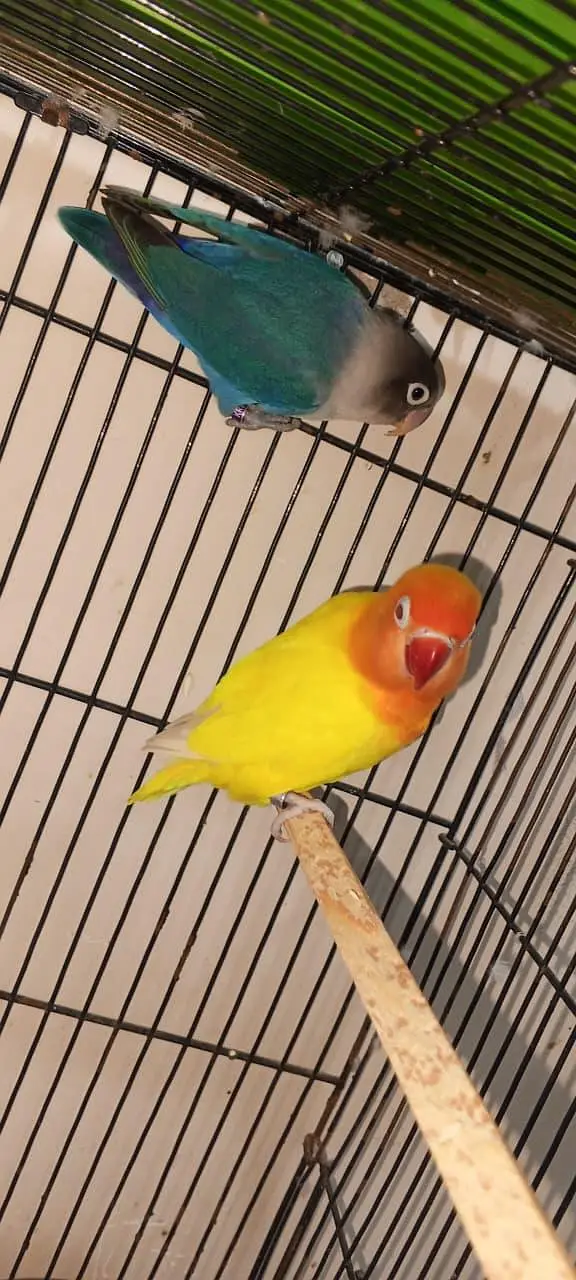 Lovebird breeding pair with eggs — photo 2