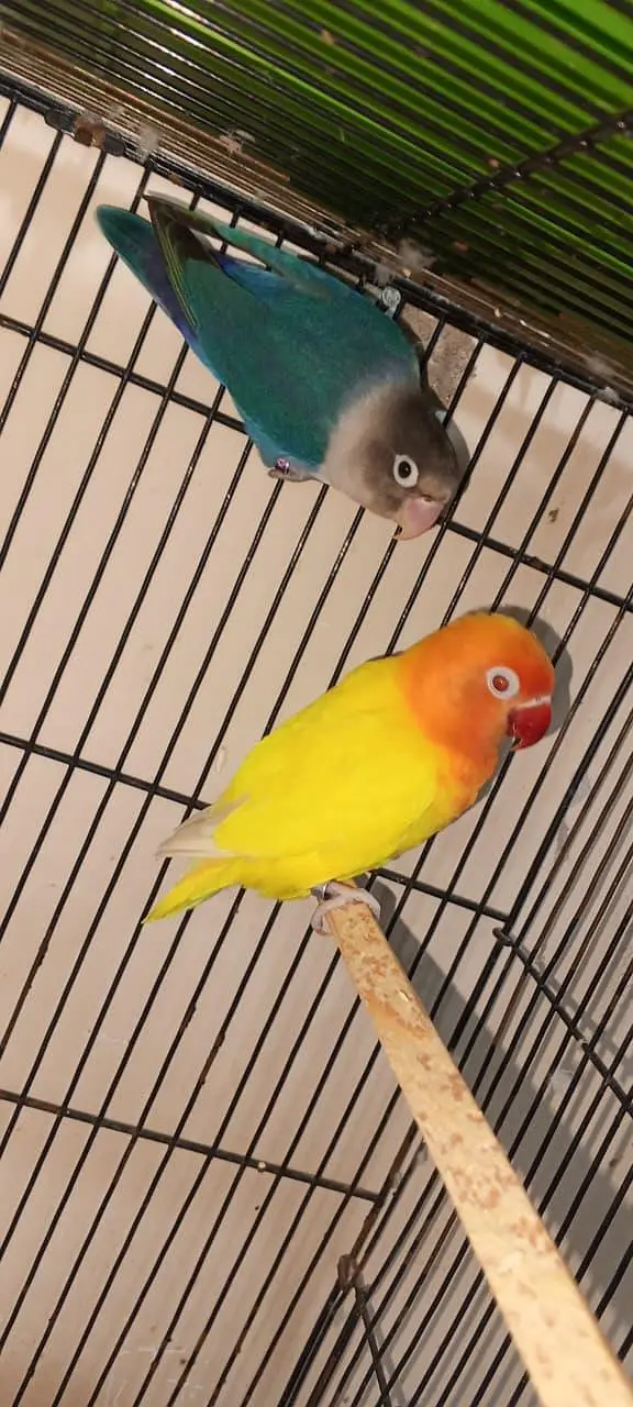 Lovebird breeding pair with eggs — photo 3