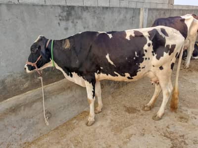Cow for Sale