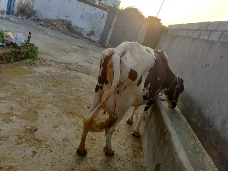 Cow for Sale — photo 2