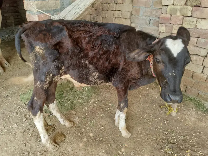 Cow for Sale — photo 3