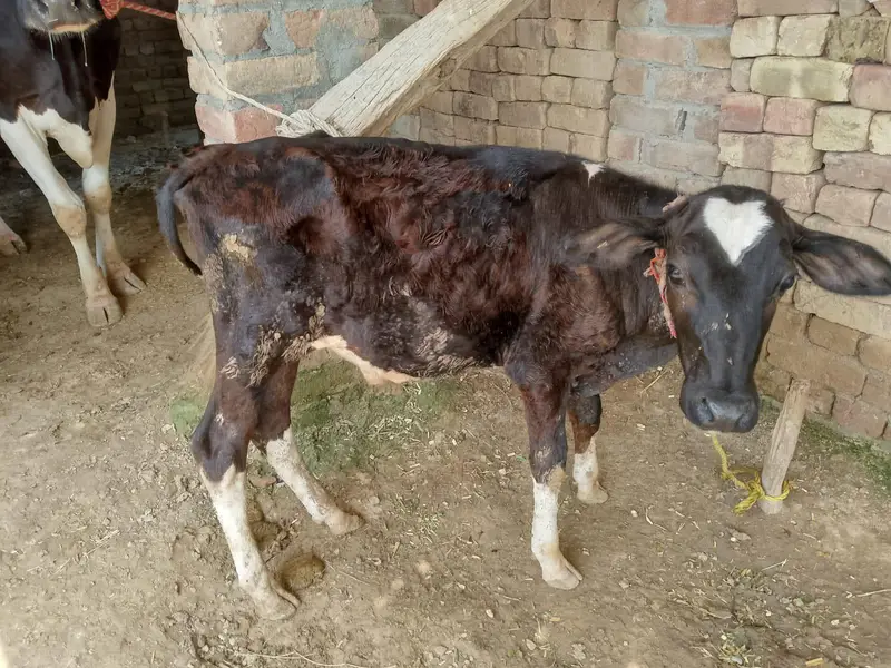 Cow for Sale — photo 4