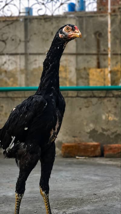 Black O-Shamo | Tall Long Neck | Premium Bird