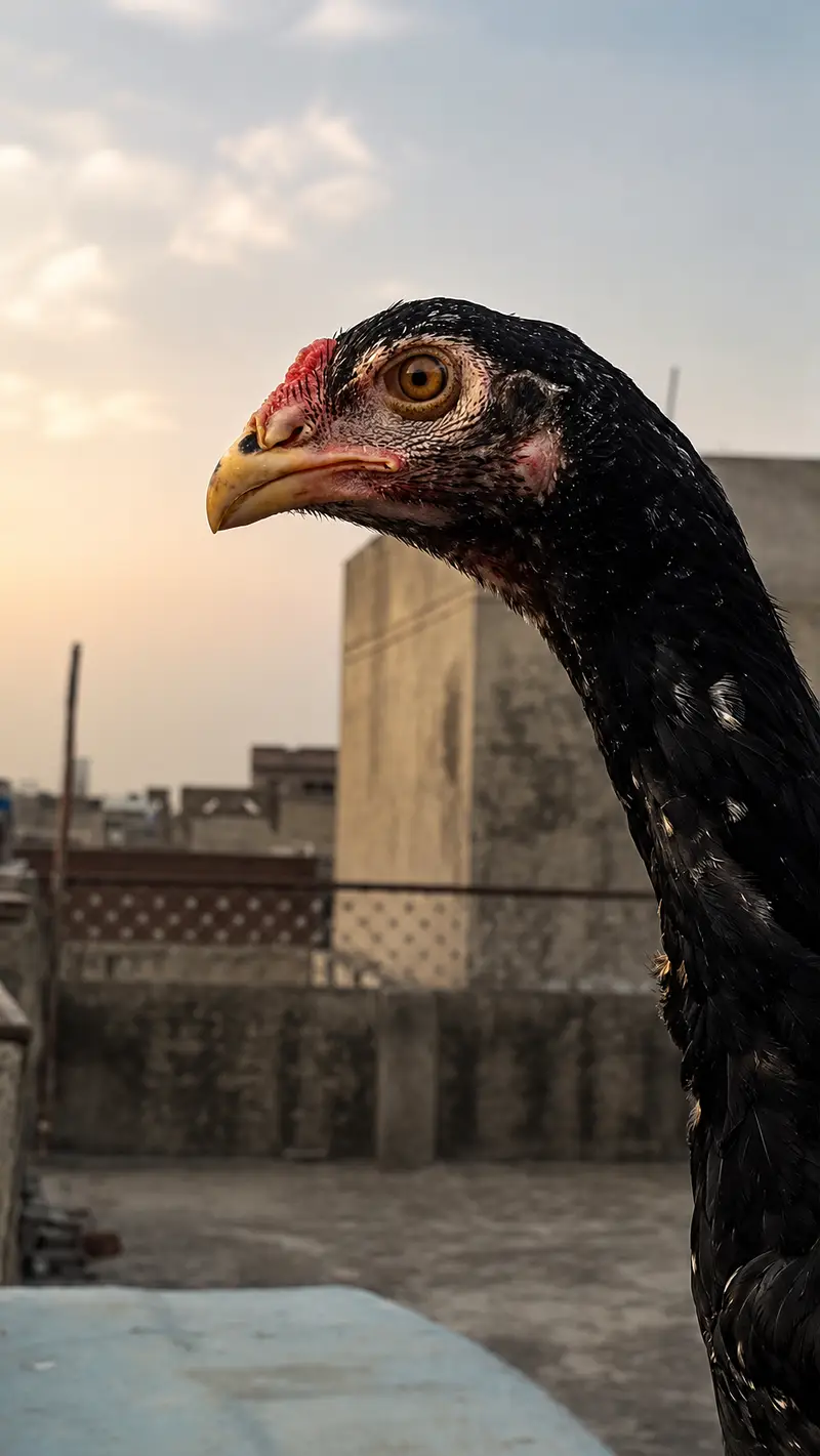 Black O-Shamo | Tall Long Neck | Premium Bird — photo 2